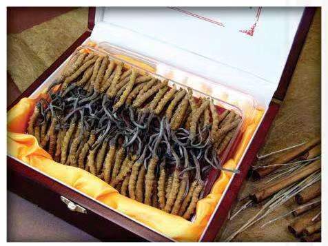 新政镇冬虫夏草回收